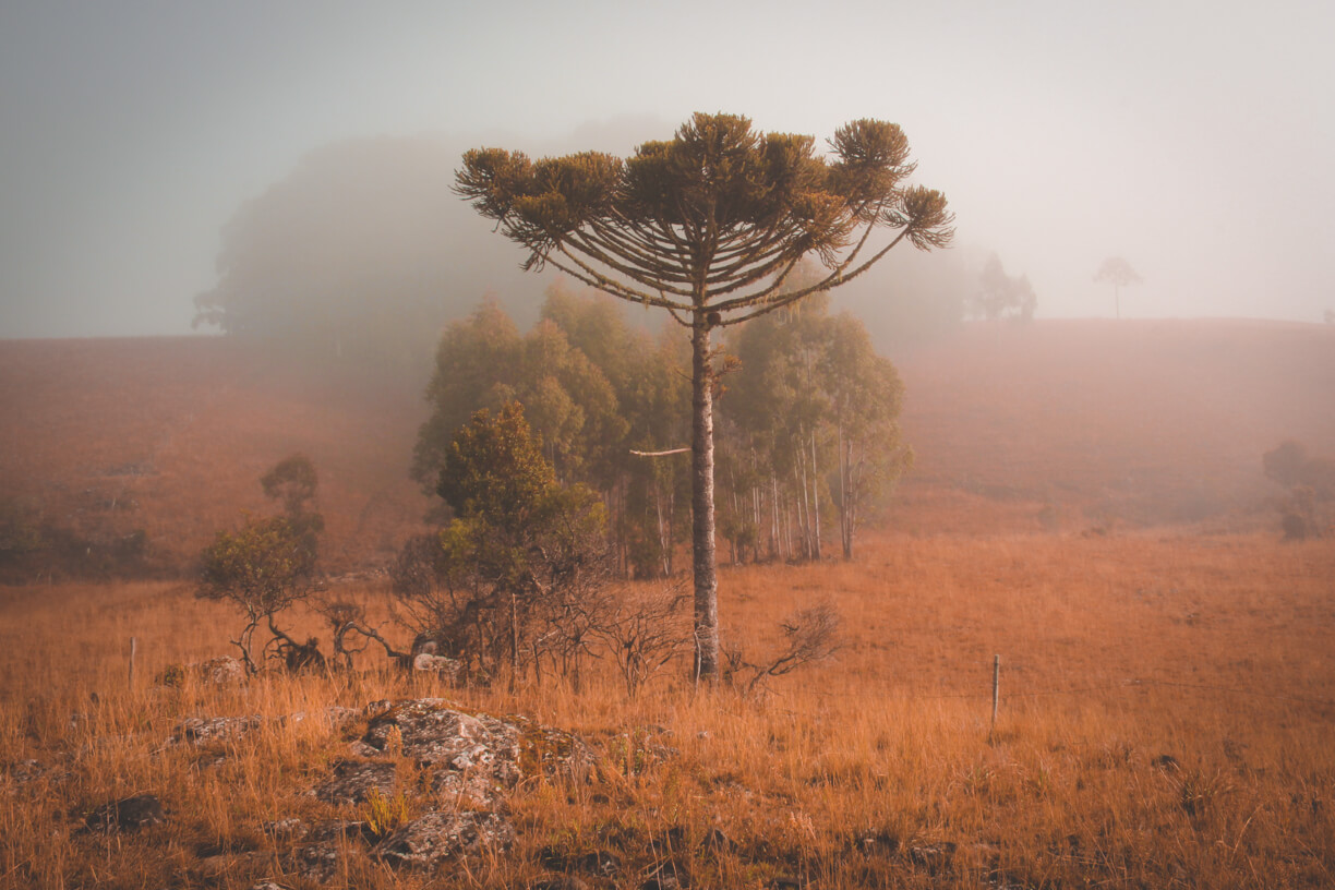 araucária em meio a neblina no amanhecer dos campos de cima da serra no rio grande do sul